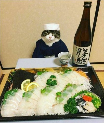 Japanilainen kisse