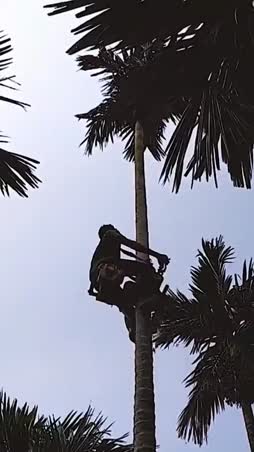 Kiipesi puuhun