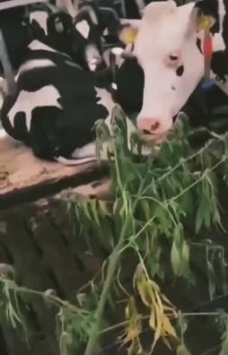 Lehmillä pärisee