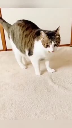 Kissa tanssi