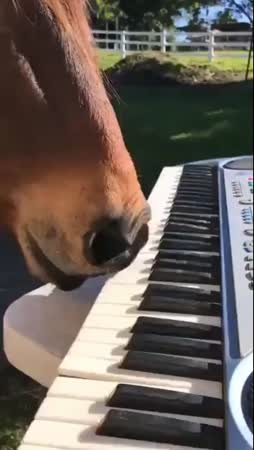 heponen soittaa pianoo