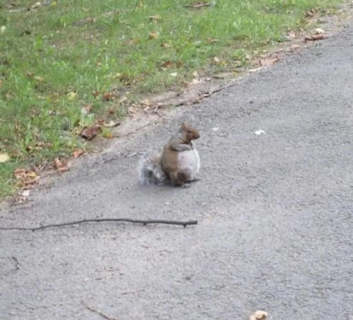 Vitun läski orava