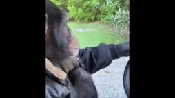 Apina ajaa golf kärryllä