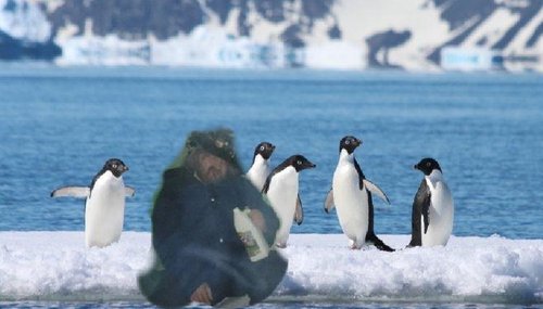 pingviinien kanssa kiljua