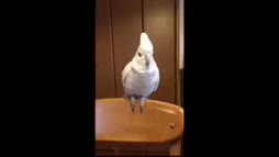 Hyvin koulutettu lintu