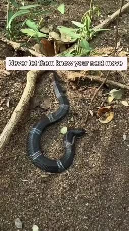 Käärme bugaa