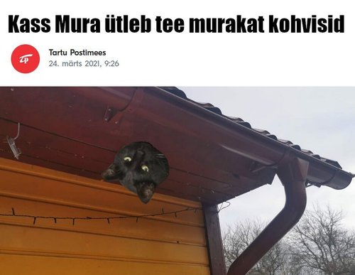 Kass Mura jäi räästässe kiini