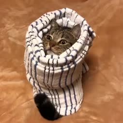 Purrito :3