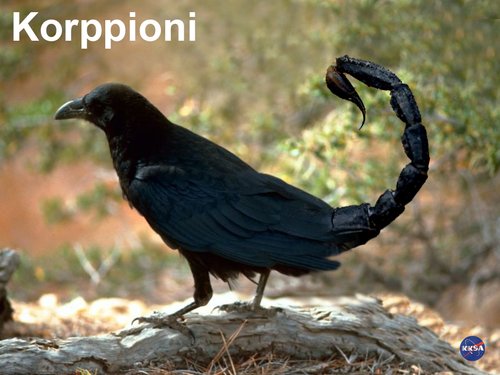 korppioni