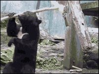 kungfu bear