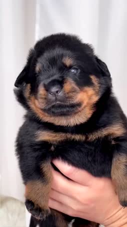 Muristaan, nälistetään ja uluvotaan