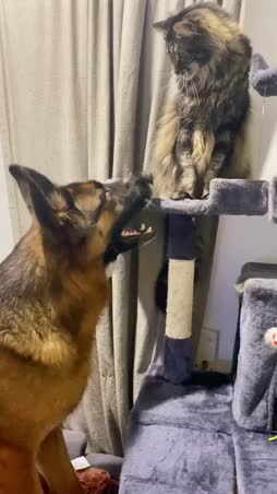 Fitta, katten med hunden sekä nainen ynnä neekeri