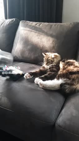 Kissa, merkki ja niksi