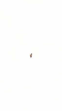 agṔLÖÖ