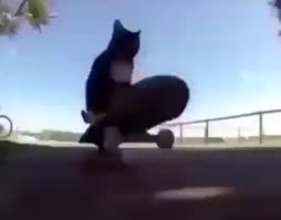 skeitti kisu
