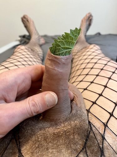 Kevään ekat nokkoset