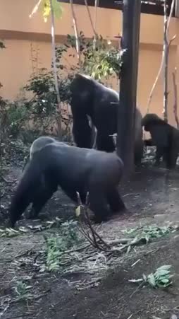 Twerkkausta