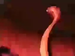 Venäjä