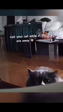 Videopuhelut kissoille