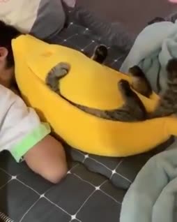 banaanissa