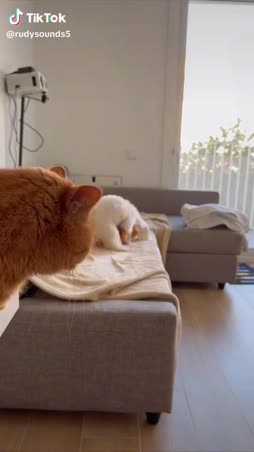Kissa perkele