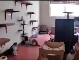 Kissa kaaos