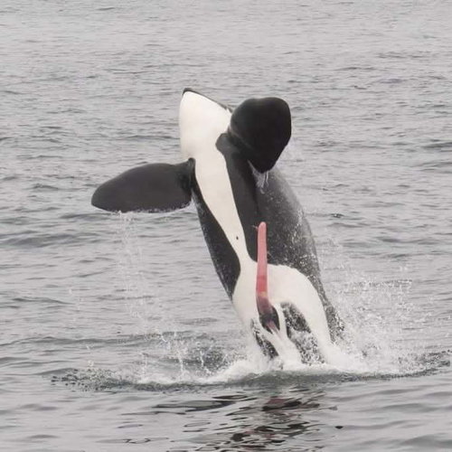 Free Willy