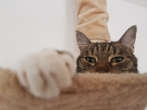 mitä teet >:3