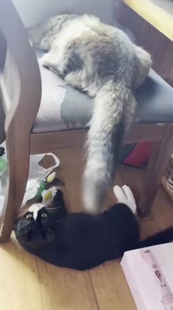 Kissat kikkailee