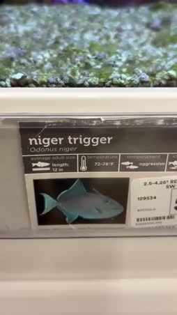 nigger :D