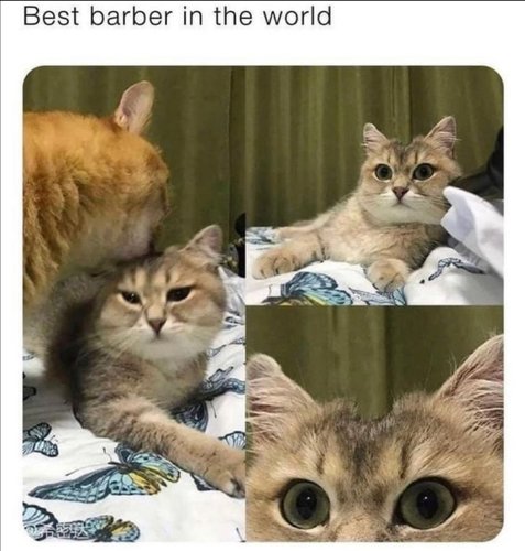 börheä parturi