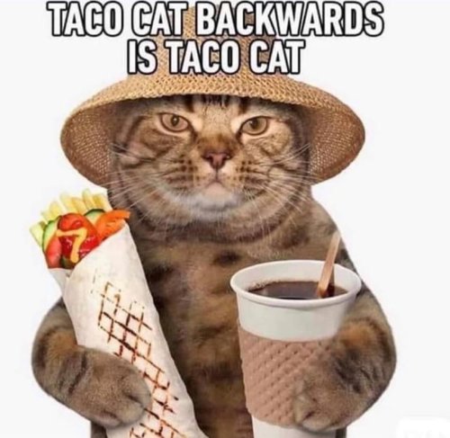 taco cat