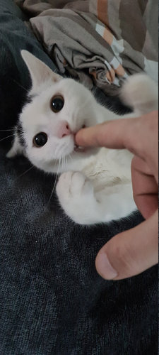 mjäy