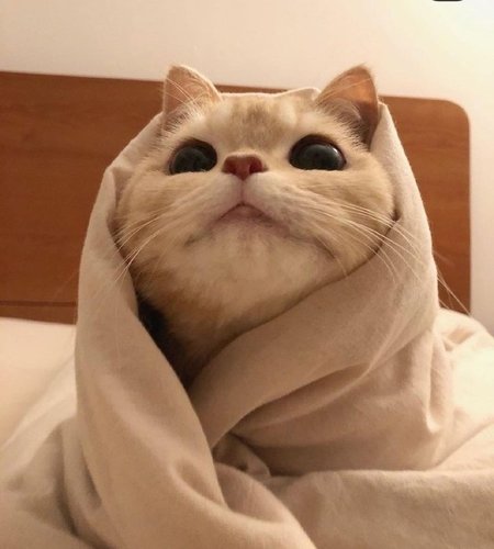 obi-wan mjäy