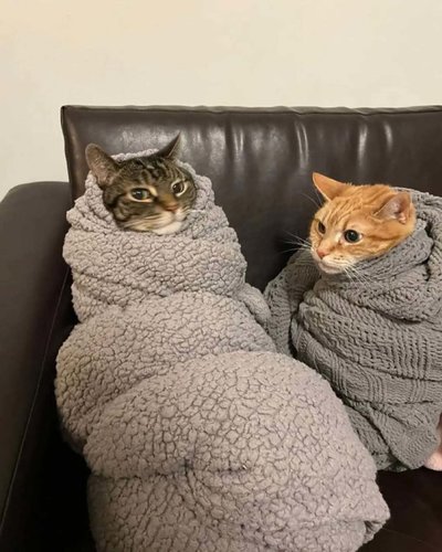 purritot