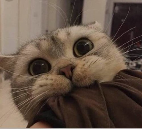 omnomnom :3