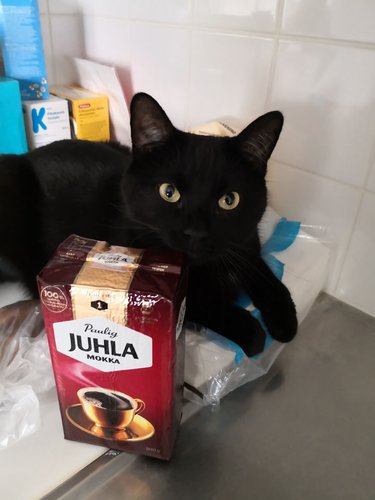 murakka kissa