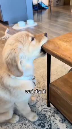 Koiria kikkailemassa