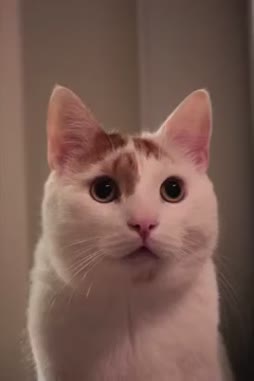Miau