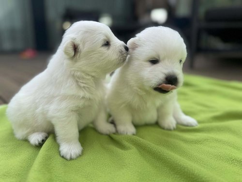 Japsin pentuja :3