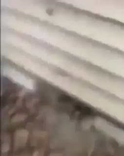 half-cat