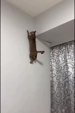 spidercat