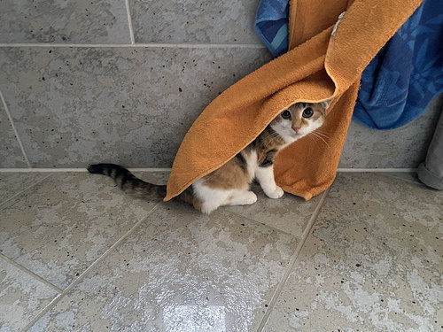 kuivaa mut :3