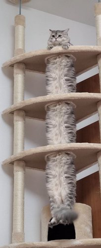 longcat