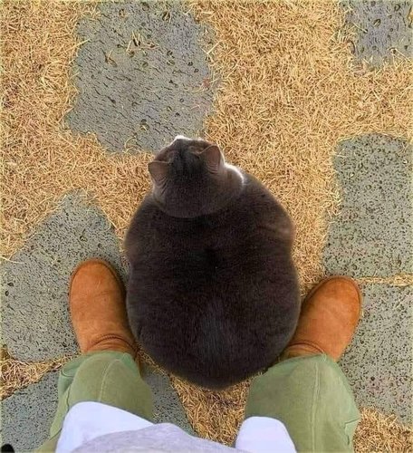 chonker