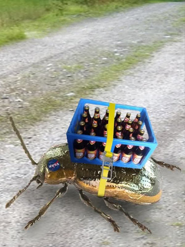Söpö koppis