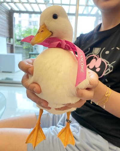 todella karismaattinen ankka