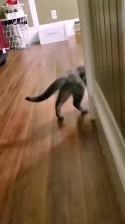 liukas kissa