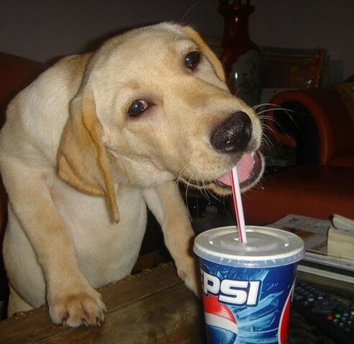pepsikoira