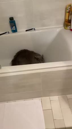 pärisee